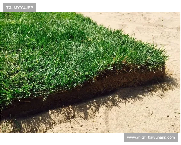 巴西球场草皮新技术突破 耐旱草种助力节省40%维护成本